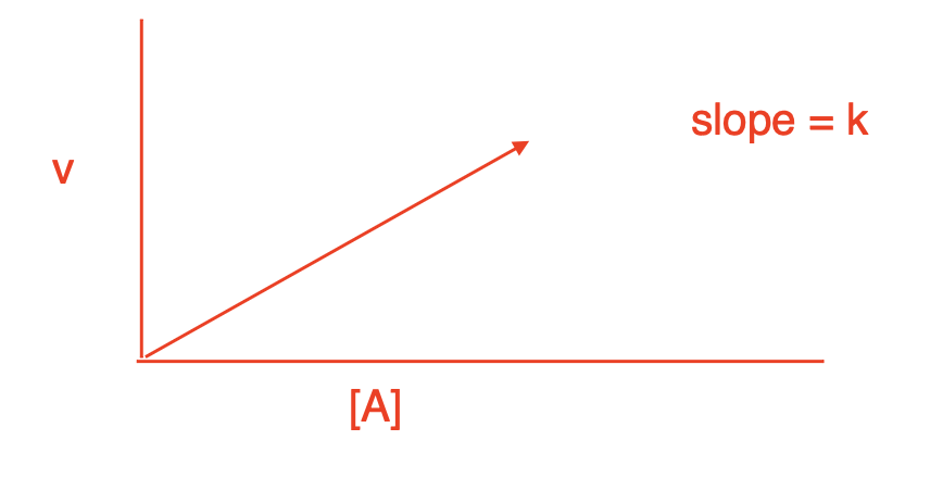 <p>Compare the Michaelis-Menten curve to the graph on slide 5, what causes this difference?</p>