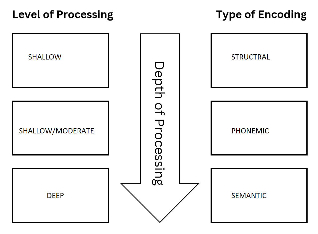 <p>Craik and Lockhart (1972) state that the strength and endurance of long term memories depend on the depth of cognitive processing</p><p>*depth = meaning derived from stimuli</p><ul><li><p>2 depths of processing: shallow processing and deep processing</p></li></ul><p></p>