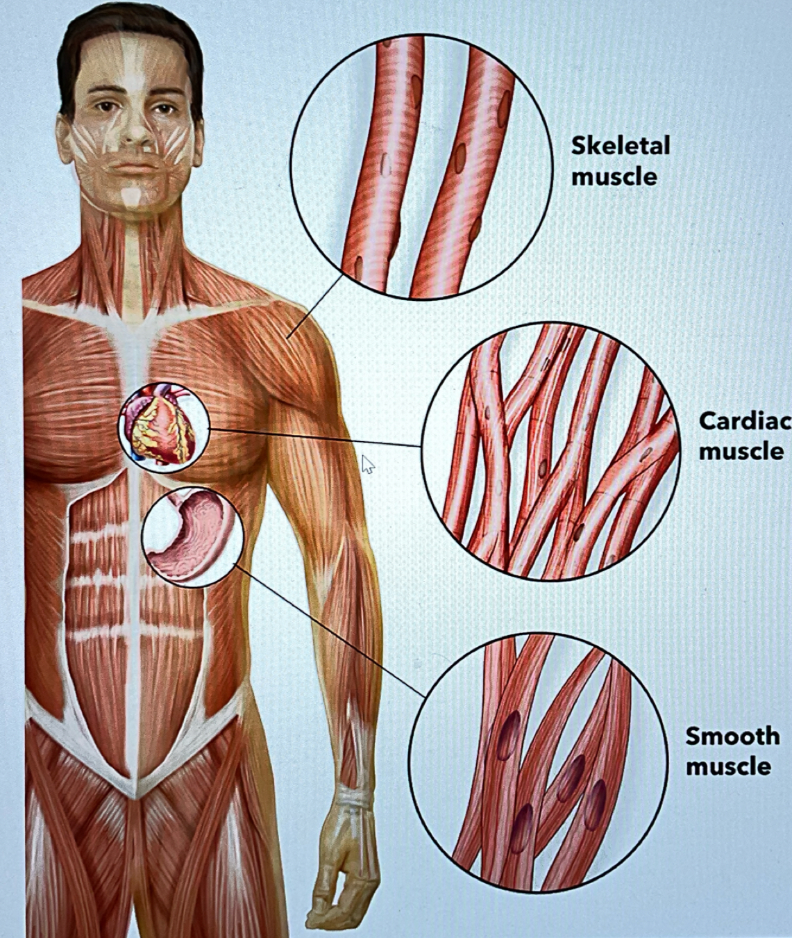 <p>muscle that responds automatically to brain signals but cannot be consciously controlled.</p>