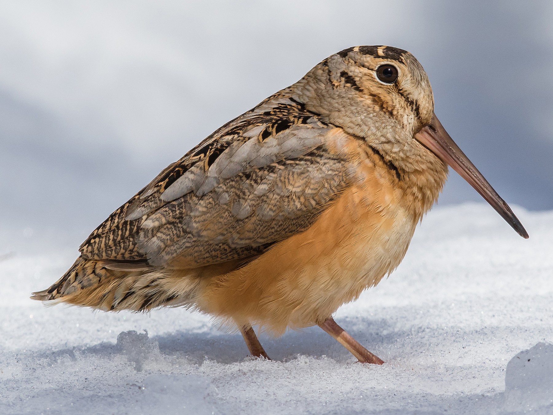 American Woodcock