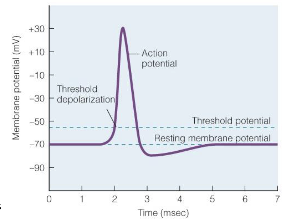 <p>all-or-none</p><p>long distance signals (maintain amplitude)</p><p>same magnitude and duration for a given cell</p><p>occur in axons</p><p>caused by opening and closing of valtage-gated channels</p>