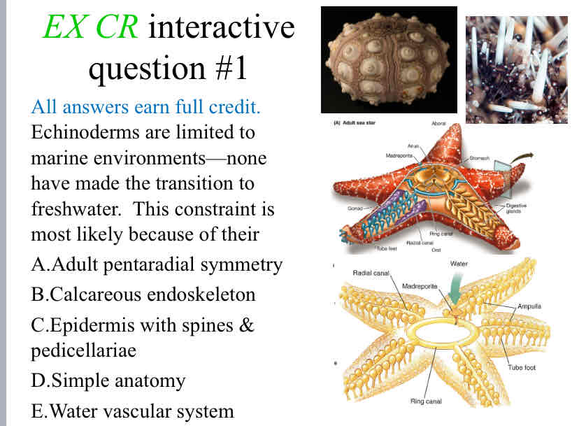 <p>Practice Question (Echinoderm Evolution) Echinoderms are limited to marine environments—none have made the transition to freshwater. &nbsp;This constraint is most likely because of their</p>