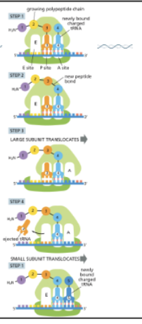 <ul><li><p>ELONGATION IS A 4-STEP CYCLE</p><ol><li><p>CHARGED TRNAS ENTER THE A SITE AND BASE PAIR WITH THE CODON ON THE MRNA </p></li><li><p>PEPTIDE BOND FORMATION OCCURS BETWEEN THE NEW AMINO ACID AND THE CHAIN HELD BY THE TRNA IN THE P SITE </p></li><li><p>THE LARGE SUBUNIT SHIFTS BY ONE CODON, MOVING THE UNCHARGED TRNA TO THE E SITE</p></li><li><p>THE SMALL SUBUNIT TRANSLOCATES AND THE UNCHARGED TRNAS IS RELEASED </p></li></ol></li><li><p>THIS CYCLE IS REPEATED UNTIL A STOP CODON IS REACHED </p><ul><li><p>MRNA IS READ 5’ —&gt; 3’</p></li><li><p>PROTEIN IS MADE N—&gt;C</p></li></ul></li></ul><p></p>