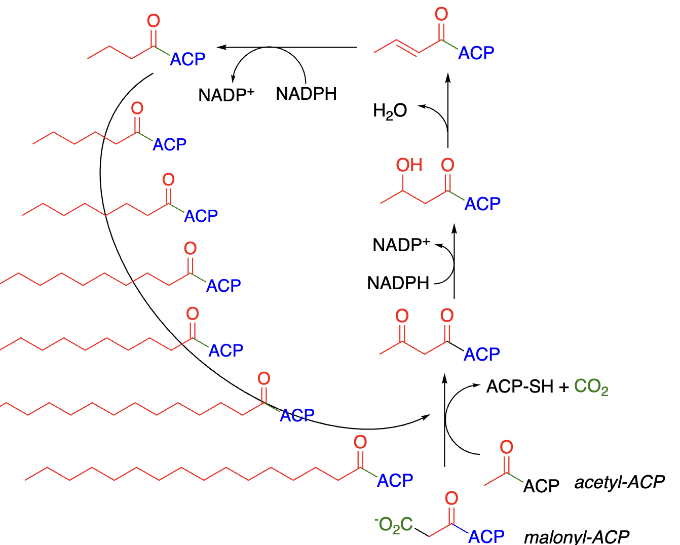 <p><strong>Steps of Fatty Acid Synthesis:</strong></p><ul><li><p>4-step iterative process, repeated over multiple rounds to build up fatty acids _ carbons at a time:</p></li></ul><ol><li><p>_________ of acyl-CoA + malonyl-CoA —> beta-diketone + CO2</p></li><li><p>beta-diketone _______ by ______ —> beta-hydroxy-ketone + NADP+</p></li><li><p>beta-hydroxyketone _________ —> alpha, beta-unsaturated ketone</p></li><li><p>alpha, beta-unsaturated ketone _______ by ______ —> fatty acid-ACP + NADP+</p></li></ol><p></p>
