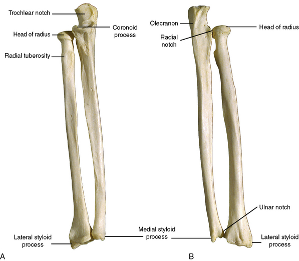 <p>The radius is bumpy (for tendon attachment) posteriorly and smooth anteriorly&nbsp;</p>