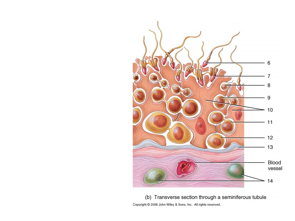 <p>What is the secondary spermatocyte?</p>