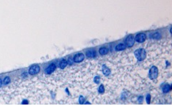<p>What is the main role of ependymal cells?</p>