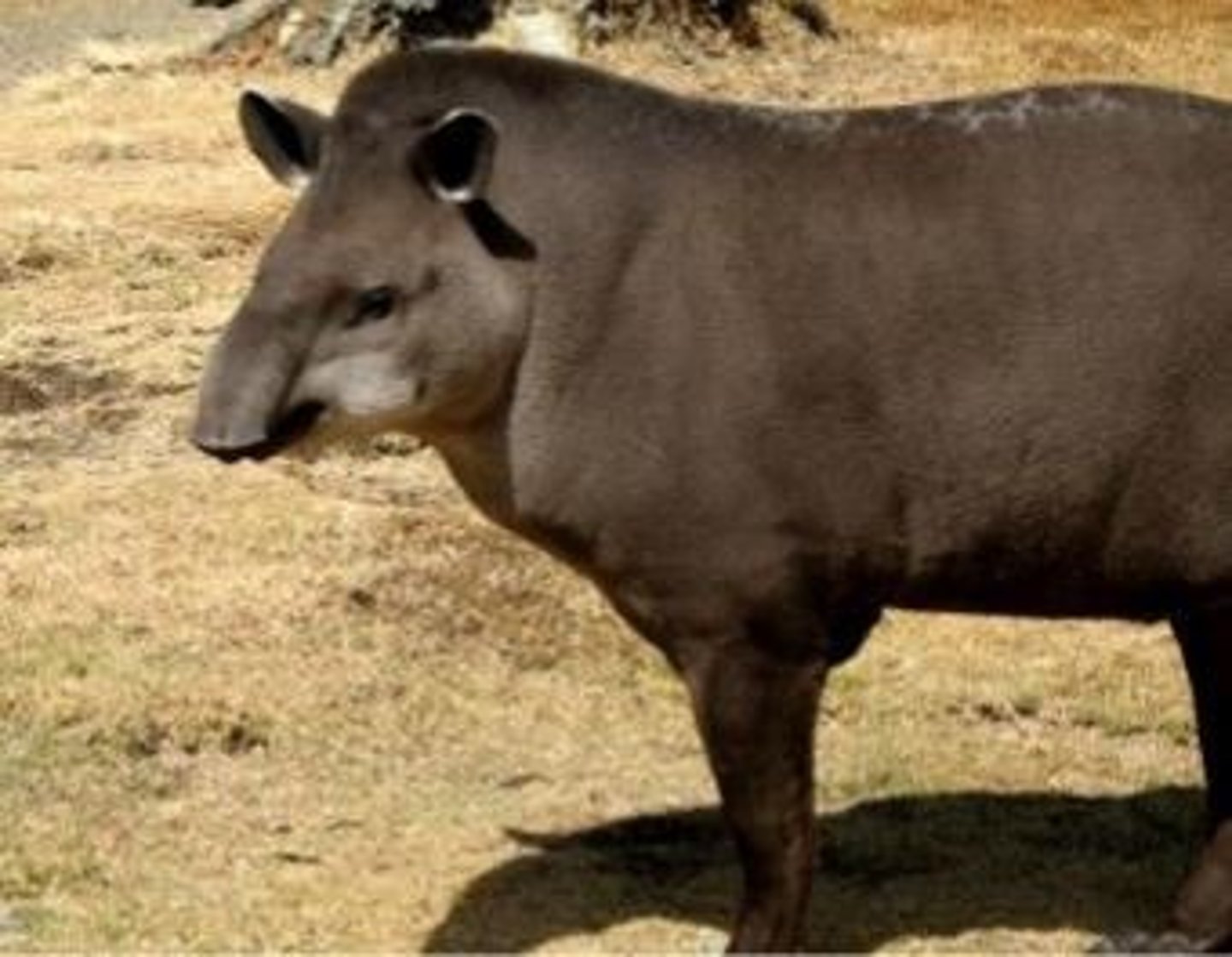 <p>What animal is this?</p>