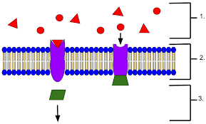 <p>Receptor Proteins</p>