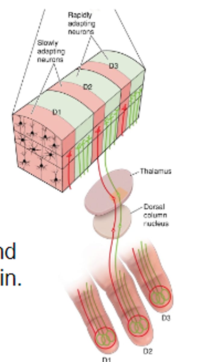 <p>Neurons w/ similar inputs and responses are stacked vertically into columns<br><br>Contains neurons innervated by both rapid/slow adapting mechanoreceptors.</p>