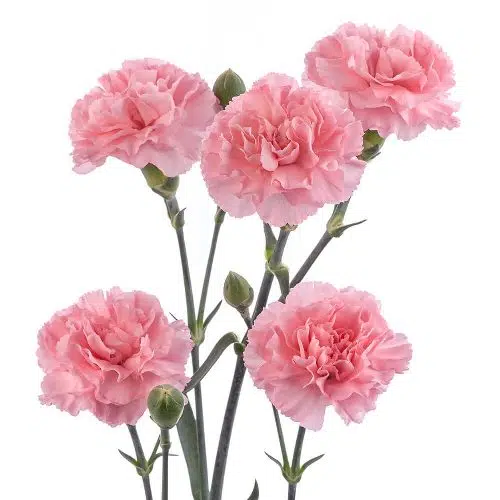 <p>Dianthus</p>