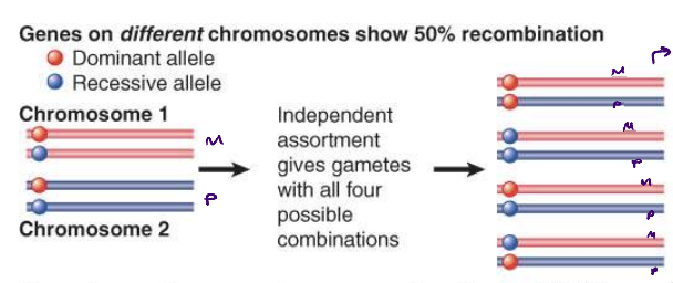 <ul><li><p>genes on different chromosomes show 50% recombination</p><ul><li><p>recombination due to independent assortment</p></li><li><p>genes on different chromosomes segregate independently so that all possible combinations of alleles are produced in equal proportions (25% each combination)</p></li></ul></li></ul>