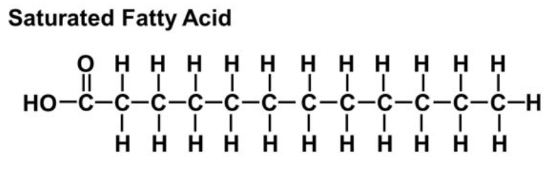 <p>~NO DOUBLE BONDS~</p><ul><li><p>can become solid at room temperature</p></li><li><p>can pack tightly together</p></li><li><p>typically made by animals</p></li></ul><p></p>