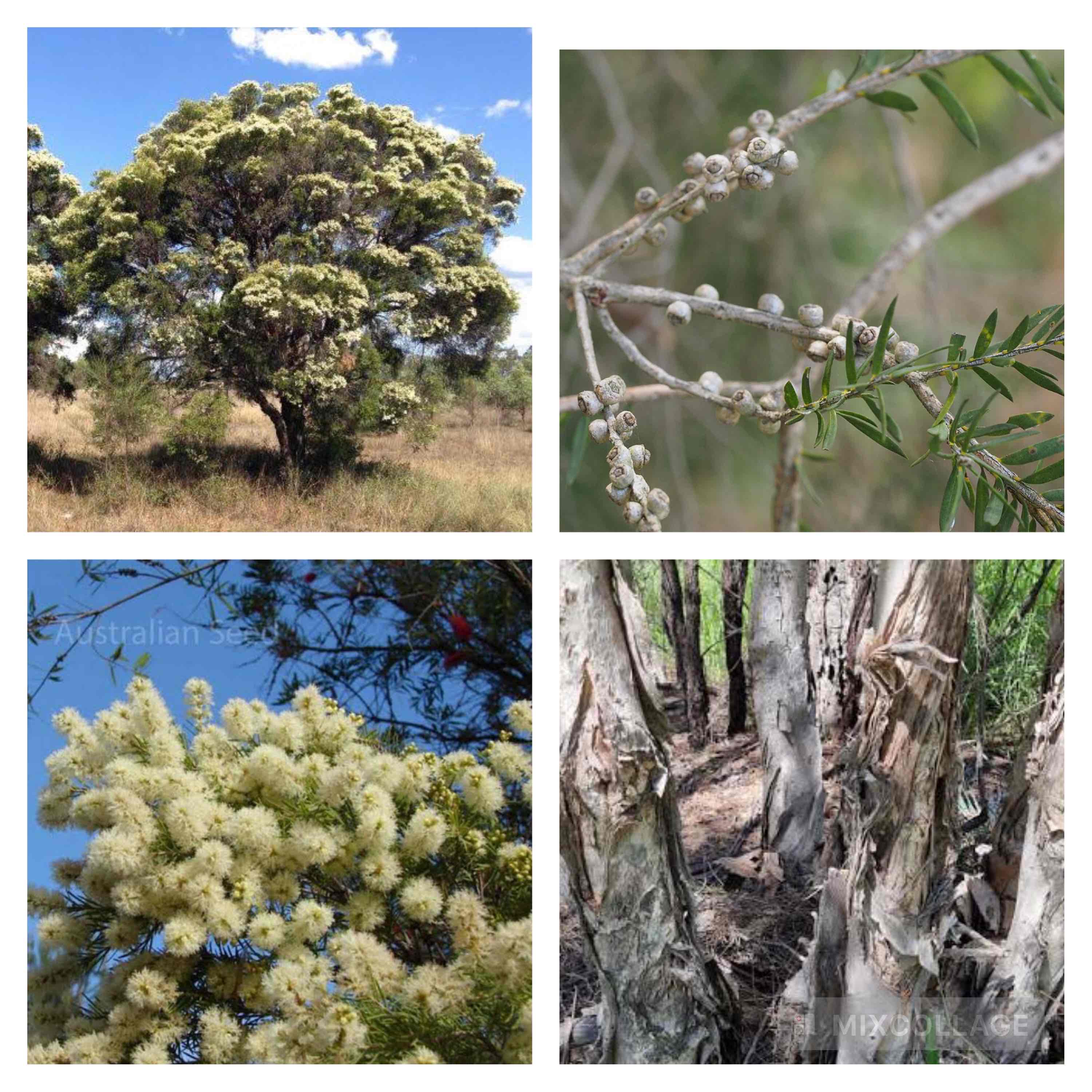 <p>Decorative paper bark / white feather honey myrtle</p>