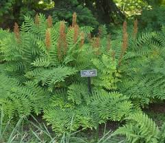 <p>Royal Fern</p>