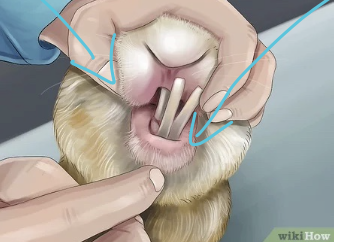What types of teeth do herbivores have? 