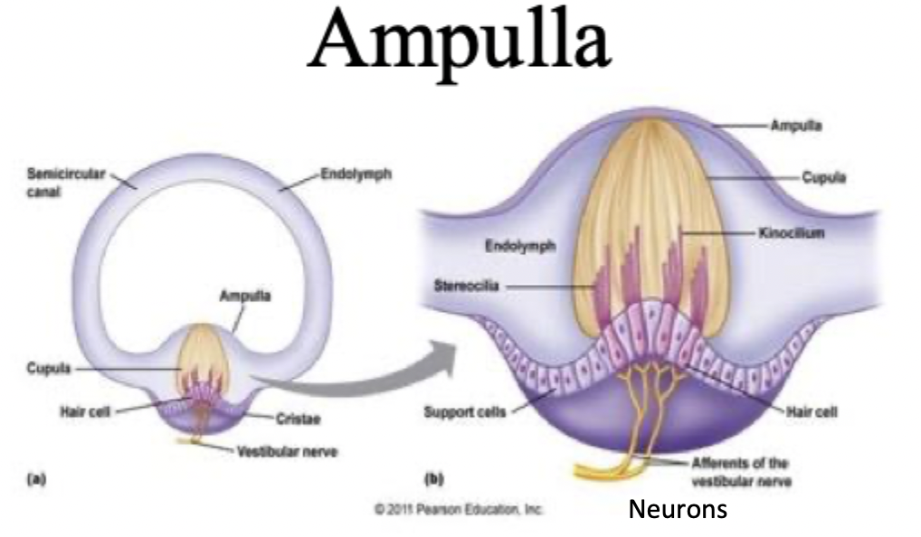 <p>Ampulla, Cupulla, kinocillium, acceleration, spinning</p>
