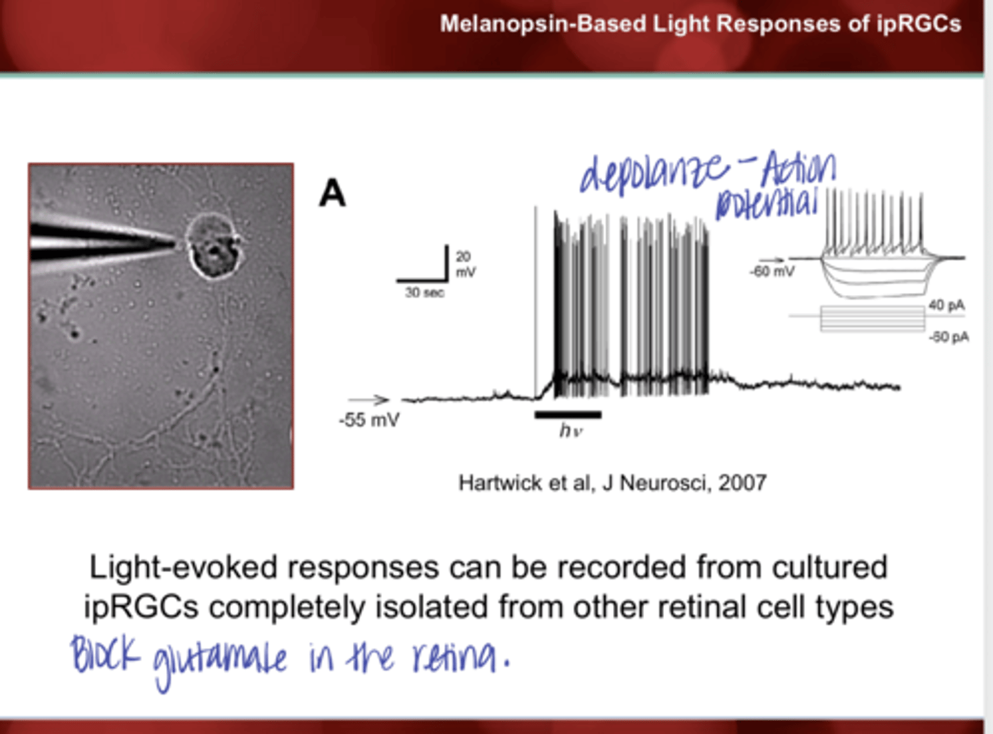 <p>Can light-evoked responses be recorded from cultured ipRGCs completely isolated from other retinal cell types?</p>
