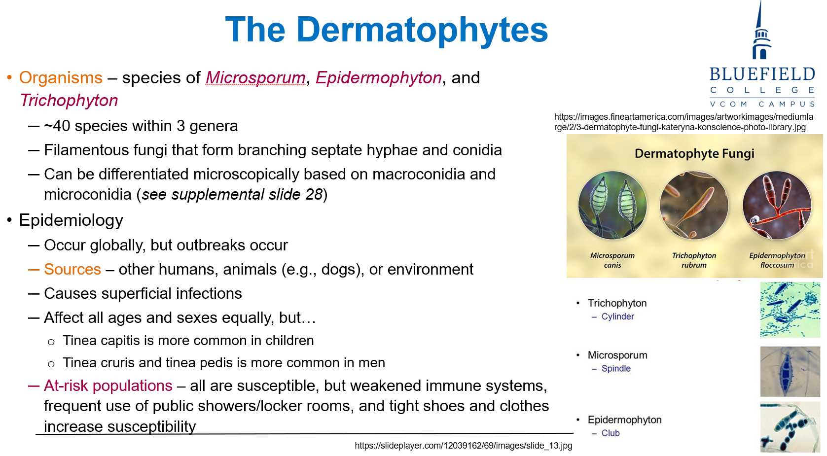 <p>B. Filamentous fungi with septate hyphae and conidia<br></p><p><strong>Dermatophytes</strong> (e.g., <em>Trichophyton</em>, <em>Microsporum</em>) are <strong>filamentous fungi</strong> with <strong>septate hyphae</strong>.</p>