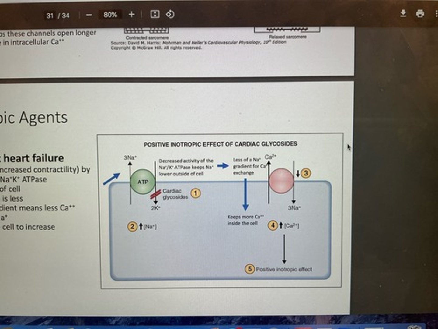 <p>Glycosides used to treat heart failure <br>- increase Ca++ availability (increased contractility) by decreasing activity of Na+/K+ ATPase<br>-keeps Na+ lower outside of cell <br>-Na+ gradient for diffusion is less <br>-less Na+ moving down gradient means less Ca++ moving out in exchange for Na+ <br>-more Ca++ remains inside cell to increase contractility</p>