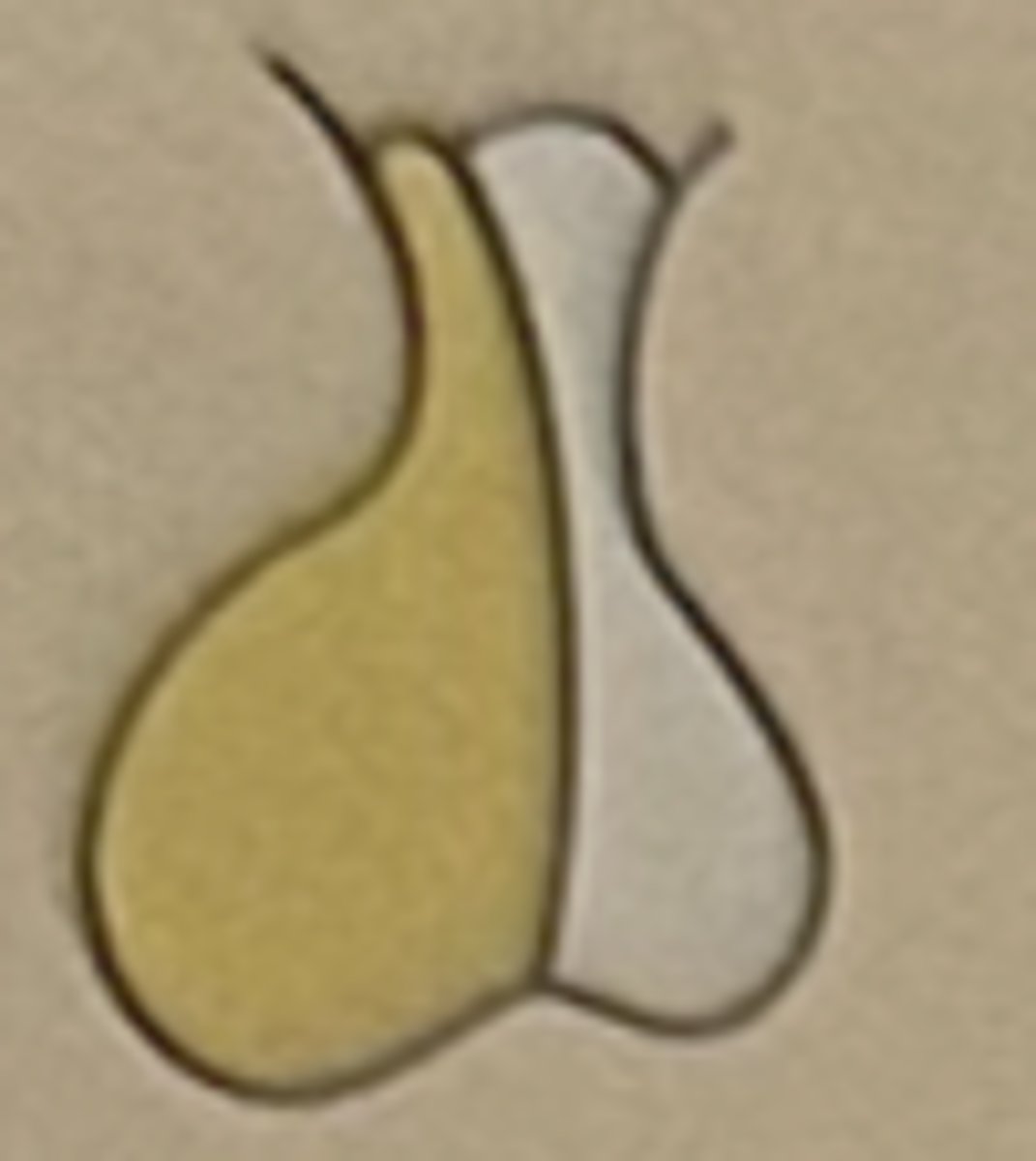 <p>Anterior pituitary (adenohypophysis)</p>