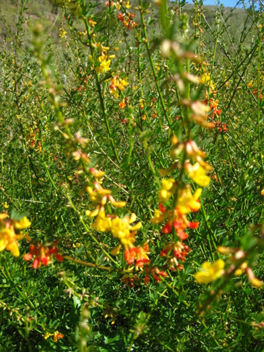 <p>Acmispon glaber (CS)</p><p>Leaves: Small, trifoliate.</p><p>Flowers: Yellow turning orange with age.</p><p>Ecology: Nitrogen fixer, supports pollinators.</p>