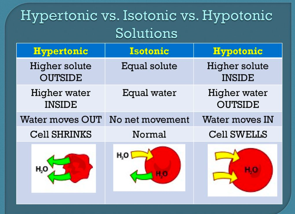 <p>Study to predict the movement of water based on the solution (hypertonic, hypotonic, or isotonic)</p>