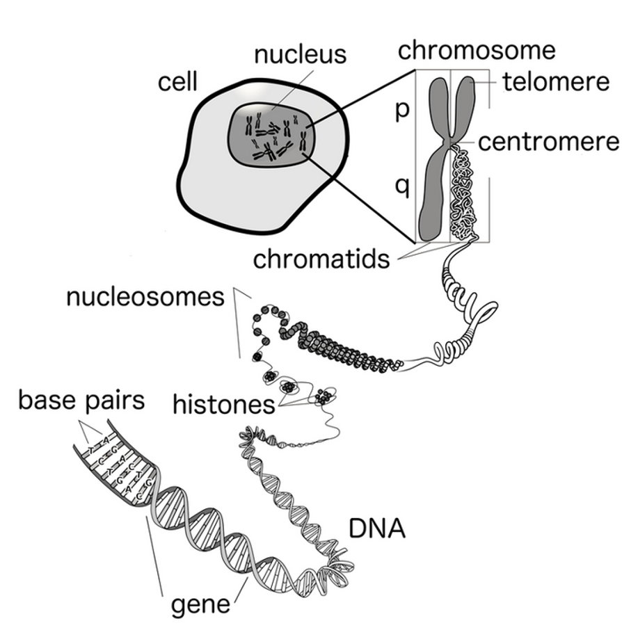 <p><span>Complete set of genetic information of an organism.</span></p>