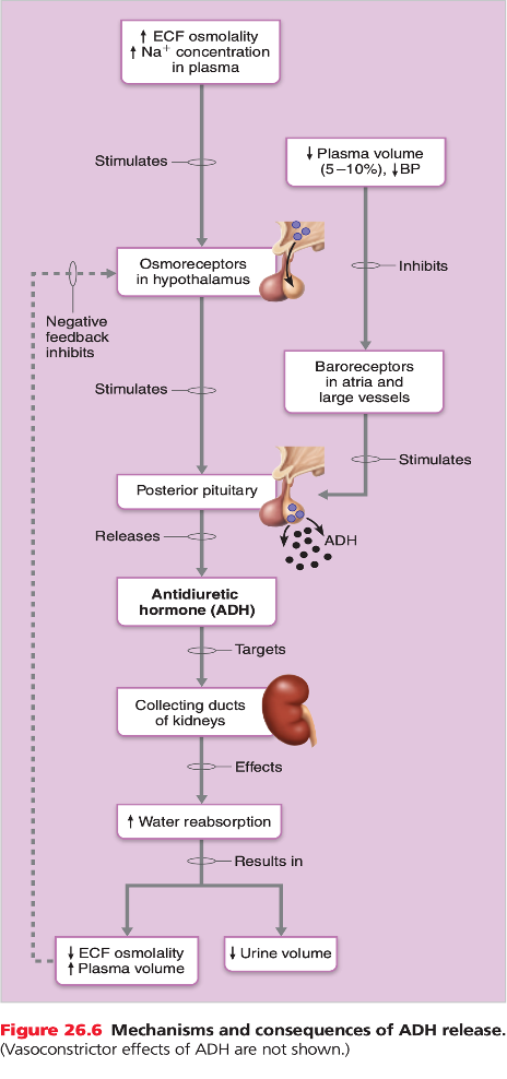 <ul><li><p>regulates water output</p></li><li><p>triggered by increase in ECF osmolality or decrease in water volume</p></li><li><p>produced in hypothalamus → secreted by posterior pituitary gland</p></li></ul><p></p>