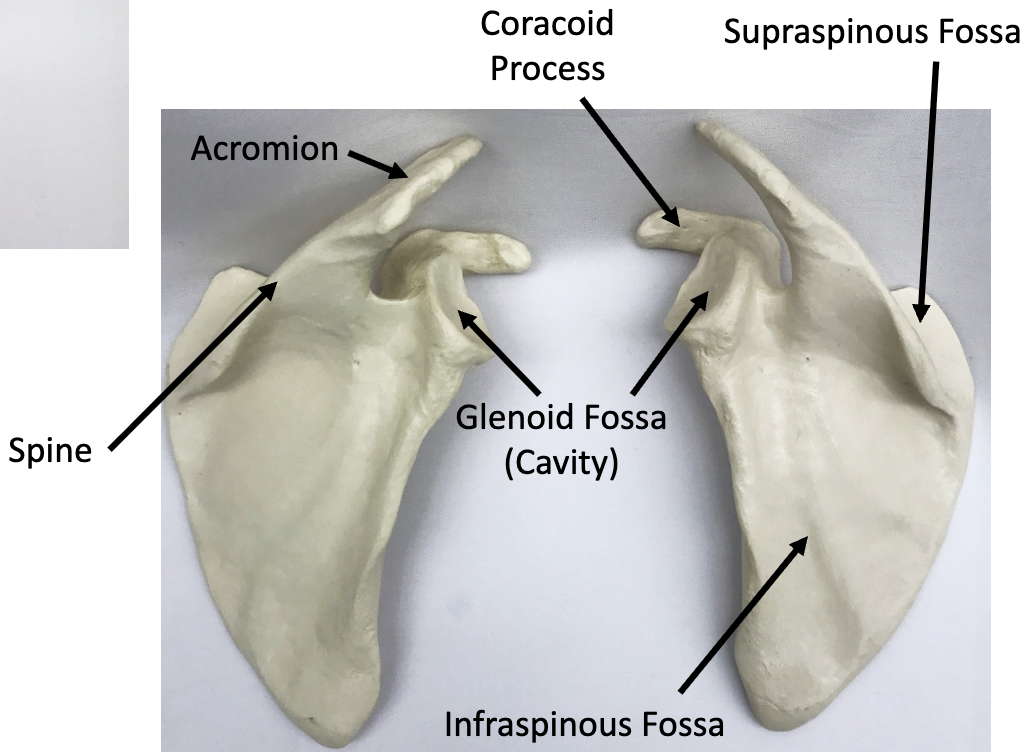 <p>What bone is this?</p>