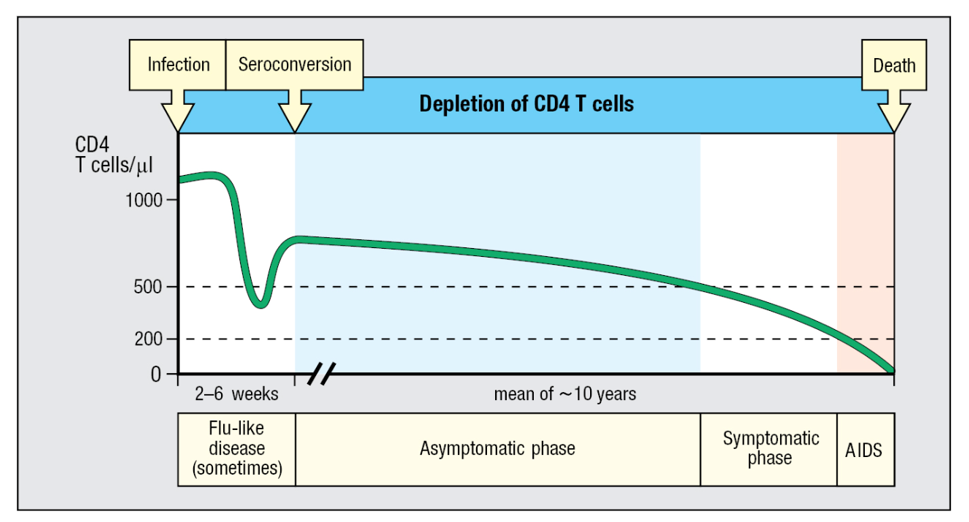 <p>The number of CD4 T cells (green line) refers to those present in peripheral blood. Opportunistic infections and other symptoms become more frequent as the CD4 T-cell count falls, starting at around 500 cells/ul. The disease then enters the symptomatic phase. When CD4 T-cell counts fall below 200 cells/ul, the patient is diagnosed as having AIDS.</p>