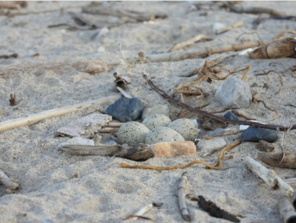 <p>Small depression in sand surrounded by pebbles and shells; Eg. Piping plover.</p>