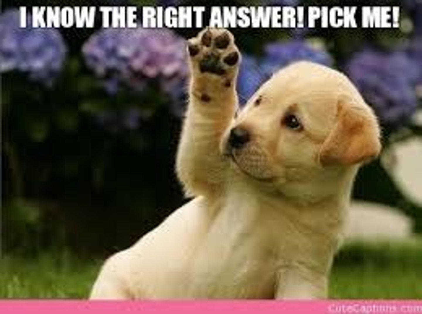 <p>answer, response</p>