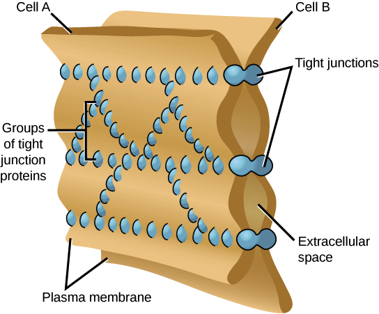 <p>tight junction: </p><ul><li><p>proteins wrap around the cell membrane made of multiple cells and holds them tightly to prevent leakage</p></li><li><p>EX: stomach cells, bladder cells</p></li></ul><p>“lose” junction</p><ul><li><p>proteins stick out of cell membrane, connects to other cell membrane to hold them together</p></li><li><p>EX: skin cells, heart cells, muscle cells, ect</p></li></ul><p></p>