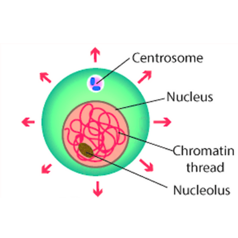 <p>What phase of interphase is this?</p>