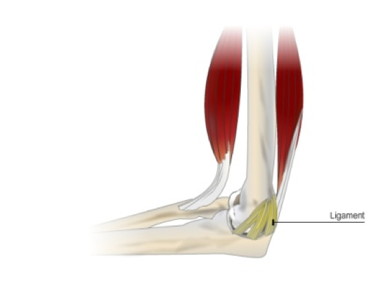 <p>Attach bone to bone.  For movement and provide support for the joint so it doesn’t dislocate. Takes time to heal when overstretched</p>