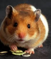 <p>chuột Hamster</p>