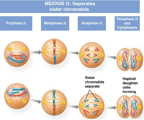 <p>Meiosis II</p>