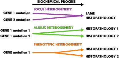 <p>Examples of _______ </p><p>• Osteogenesis imperfecta – can be caused by a mutation in COL1A1, COL1A2, IFITM5, SERPINF1, CRTAP, LEPRE1, PPIB, or FKBP10 </p><p>• Noonan syndrome – can be caused by a mutation in PTPN11, SOS1, RAF1, KRAS, NRAS, BRAF, or MAP2K1 </p>