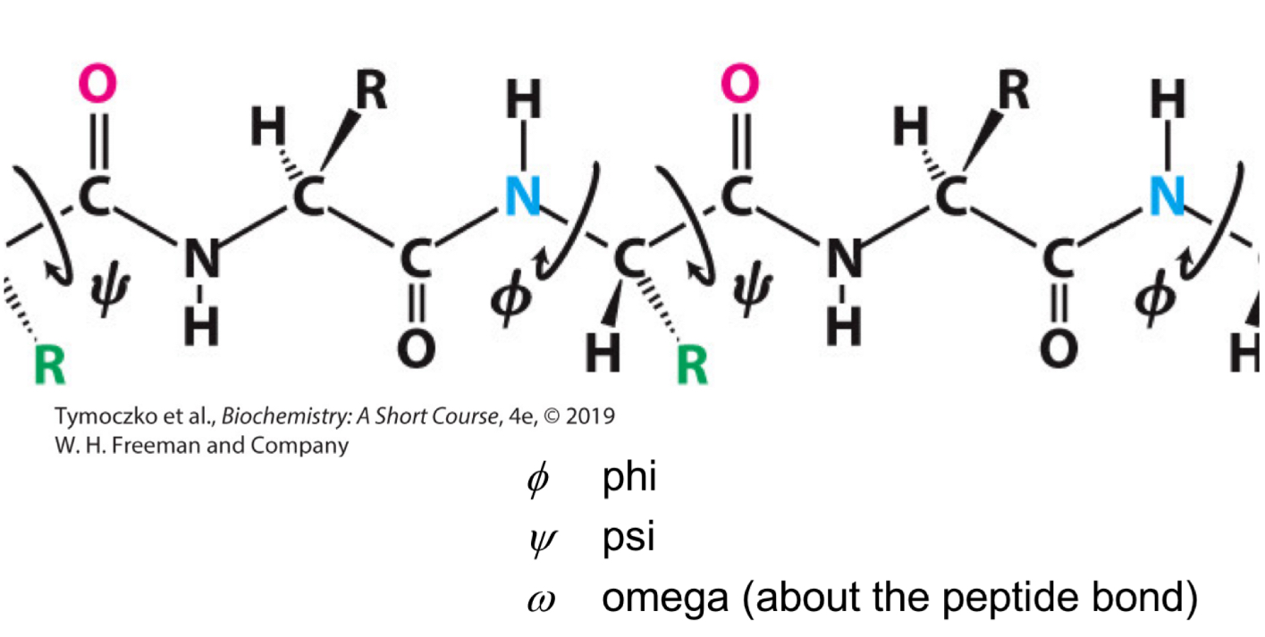 <p>Phi (<span>Φ)</span></p>