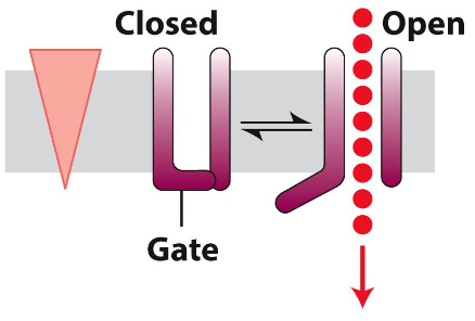 <ul><li><p class="">Channels are often are gated → Can be open or closed</p></li><li><p class="">Gating allows response to different stimuli (e.g. neurotransmitters)</p></li><li><p class="">Channels can be turned ON or OFF in response to signals</p></li></ul><p></p>