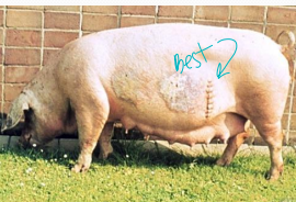 <p>Female Reproductive Management in <span style="color: rgb(230, 155, 255)">pigs</span></p>