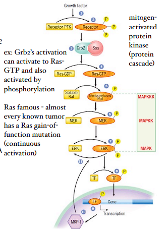 best characterized signaling cascade turned on by activated protein-tyrosine kinases (PTK)

activated receptor -> activate Raf -> phosphorlates MEK -> phosphorylates ERKs -> phosphorylate and activate target molecules (transcription factors, etc)
