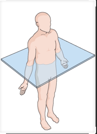 <p>divides the body into superior and inferior ( up and down)</p>