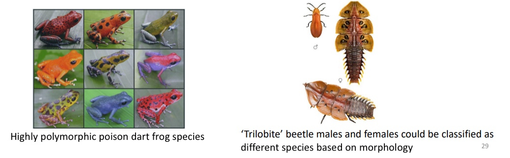 <p>Disadvantages of Morphospecies Coencept</p>