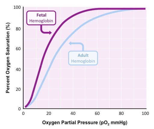 <p>explain the fetal oxygen dissociation curve </p>