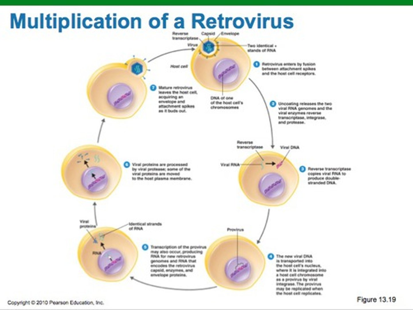 <p>An RNA virus that reproduces by transcribing its RNA into DNA and then inserting the DNA into a cellular chromosome; an important class of cancer-causing viruses.</p>