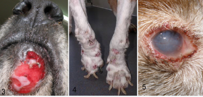 <p>Practice Question: A dog with the following lesions was likely bitten by which fly?</p>