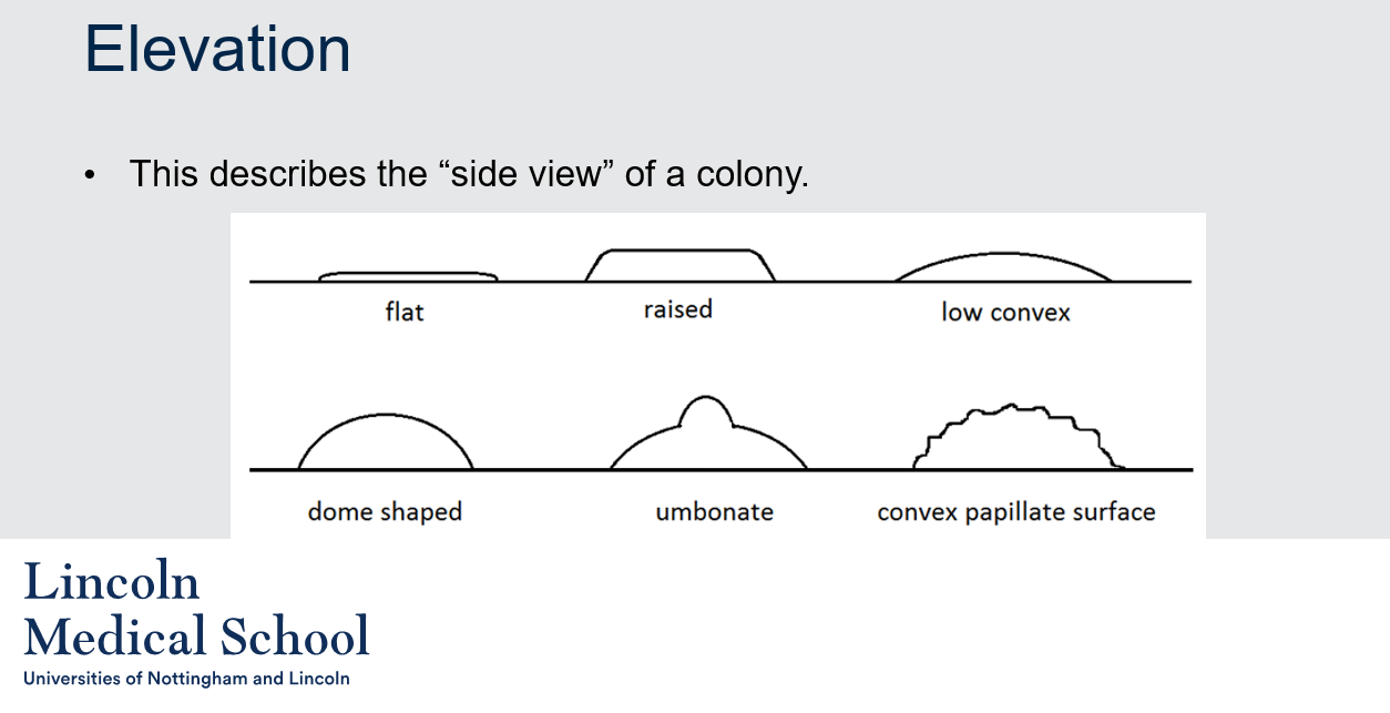 <ol><li><p>In microbiology, elevation refers to the side view of a bacterial or fungal colony. It describes the height or thickness of the colony relative to the surrounding medium.</p></li><li><p>Some common examples of colony elevations include:</p><ul><li><p>Flat: A colony that is at the same level as the surrounding growth medium.</p></li><li><p>Raised: A colony that is elevated above the surface of the growth medium.</p></li><li><p>Low convex: A colony that has a slight elevation in the center and slopes downward towards the edge.</p></li><li><p>Dome-shaped: A colony that is highly convex and shaped like a dome.</p></li><li><p>Umbonate: A colony that is raised in the center and has a distinct central bump or knob.</p></li><li><p>Convex papillate surface: A colony that is raised and has a central protrusion that is taller than the rest of the colony.</p></li></ul></li></ol>