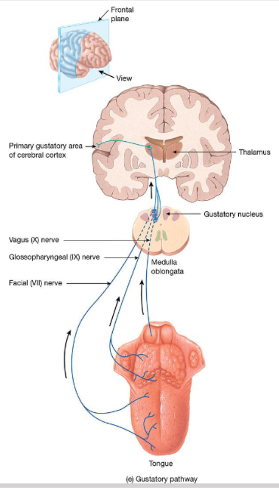 <ul><li><p>Taste signals from taste buds travel via these cranial nerves to the <strong>gustatory nucleus</strong> in the <strong>medulla oblongata</strong>.</p></li><li><p>From there, signals may go to the <strong>limbic system</strong> and <strong>hypothalamus</strong> (for emotional/automatic responses) or to the <strong>thalamus</strong>.</p></li><li><p>From the <strong>thalamus</strong>, signals are sent to the <strong>primary gustatory cortex</strong> in the <strong>parietal lobe</strong>, where taste is consciously perceived</p></li></ul><p></p>
